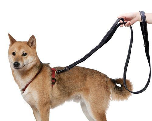小狗狗狗绳套装，让你和宠物的出行更安全（为爱宠出行保驾护航）