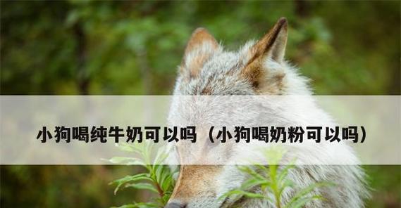 小狗狗为什么喝牛奶容易拉稀（探究小狗狗喝牛奶拉稀的原因及解决办法）