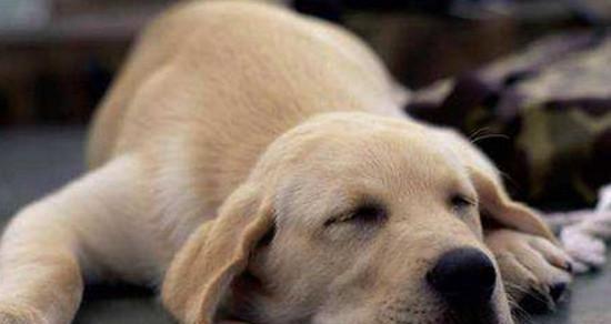 小狗咳嗽拉肚子的原因及治疗方法（宠物犬出现咳嗽和腹泻应该注意什么）