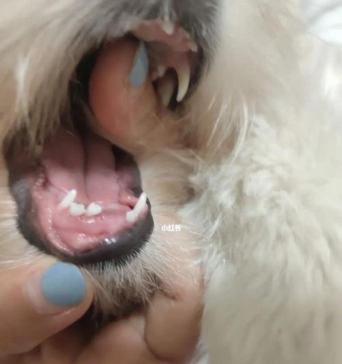 小狗换牙期间要注意的事项（小狗换牙时牙齿会自然脱落吗）