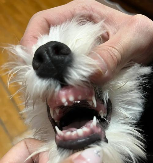 小狗换牙需要多久（宠物换牙周期）