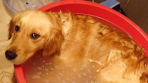 小狗洗澡频率的掌握（以小狗的健康为重）