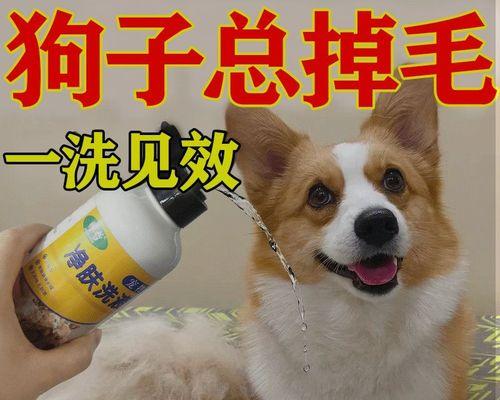 小狗脱毛季，如何正确护理（掌握正确的护理方法）