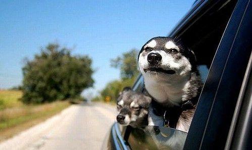 宠物小狗驾车奇遇记（与爱犬一同开启公路探险之旅）