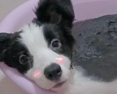 小狗洗澡的正确方式（以宠物为主）