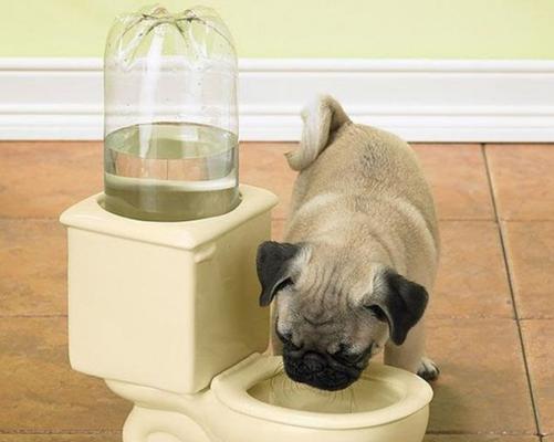 你知道你的宠物小狗需要多少水吗？