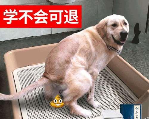 小狗拉屎时带白色颗粒（宠物爱犬拉屎出现白色颗粒怎么回事）