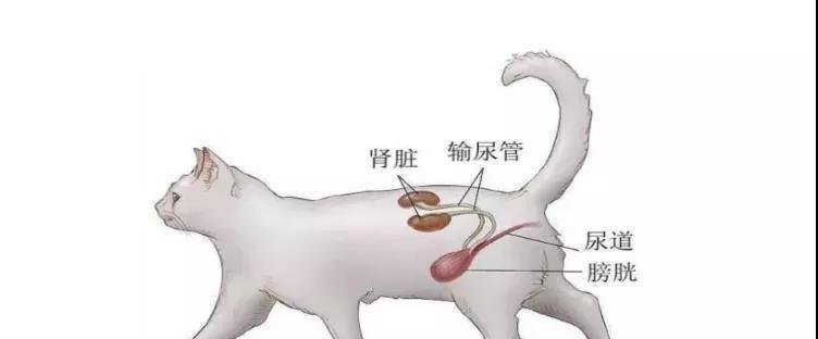 小狗尿道感染应该如何治疗（为你的宠物提供的治疗方案）