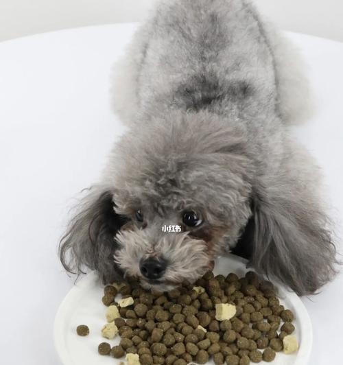 小狗吃狗粮，泡与不泡的关键是什么（从不同大小狗的需要出发）