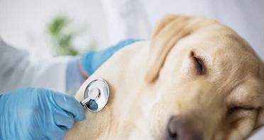 小狗频繁拉肚子带血，如何有效预防与治疗（宠物健康关注）