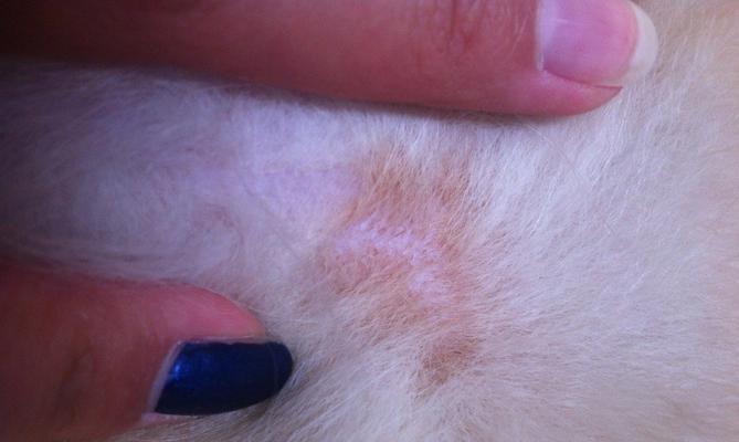 小狗皮肤出现红疙瘩，你需要知道的关于宠物皮肤疾病的知识