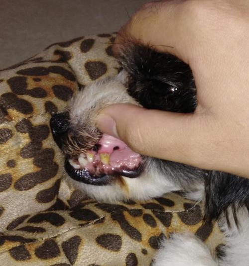 小狗缺牙的烦恼——如何帮助宠物成长（一只可爱的小狗缺少前牙）
