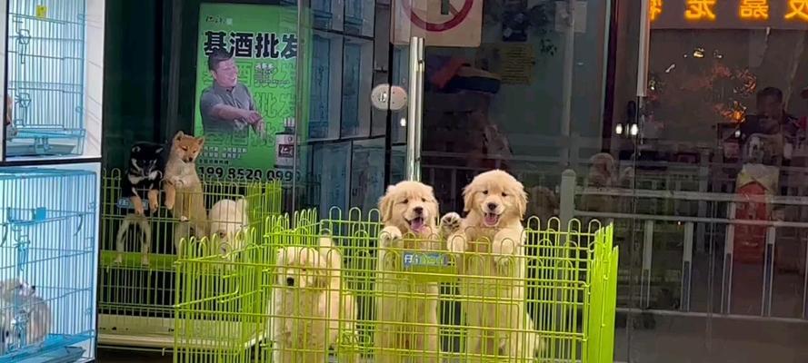 小狗犬瘟的危害与预防措施（绿色便便揭示犬瘟的真相）