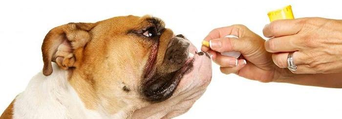 小狗哑嗓子的治疗方法（以宠物为主）