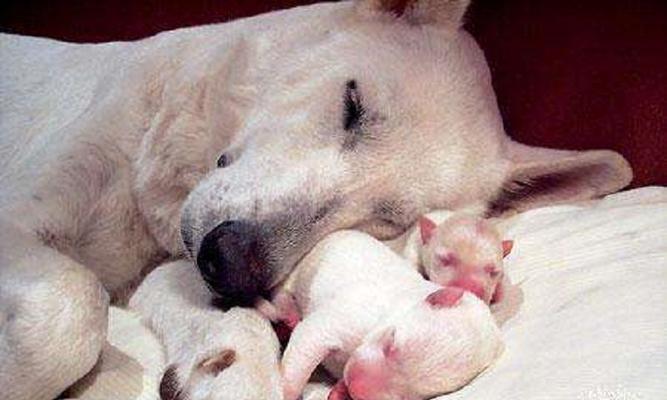 小狗的诞生（探究狗狗的生殖方式与胚胎发育过程）