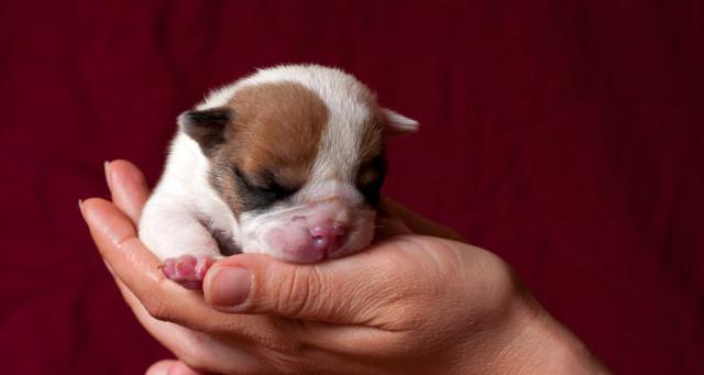 小狗的诞生（探究狗狗的生殖方式与胚胎发育过程）