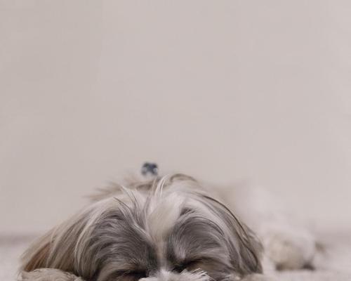 小狗睡觉不规律的原因与解决方法（宠物主人必读）