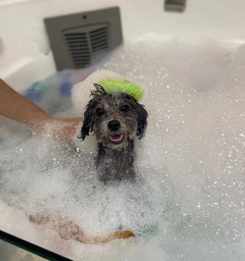 小狗吐白泡泡是一种什么情况（探究小狗吐白泡泡的原因和预防方法）