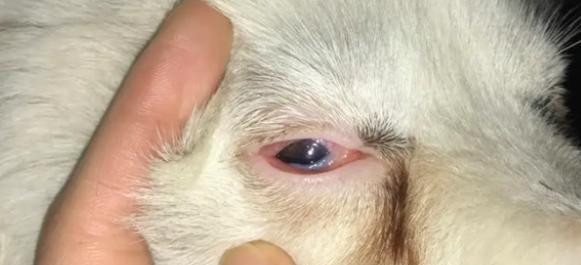 小狗为何眼睛发红（宠物的眼部健康怎样保护）