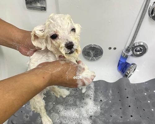 小狗为什么会在洗完澡后发抖（探究小狗洗澡后发抖的原因以及如何让它们感到舒适）