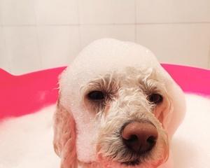 宠物小狗洗澡全攻略（如何为小狗洗澡）