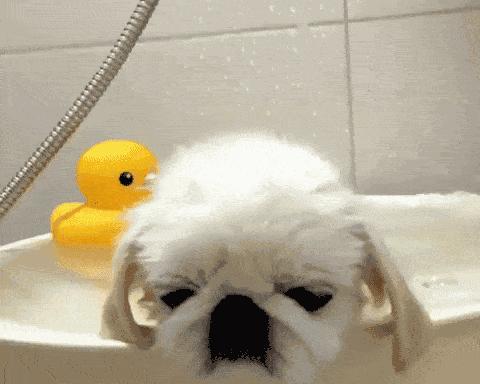 宠物小狗洗澡全攻略（如何为小狗洗澡）