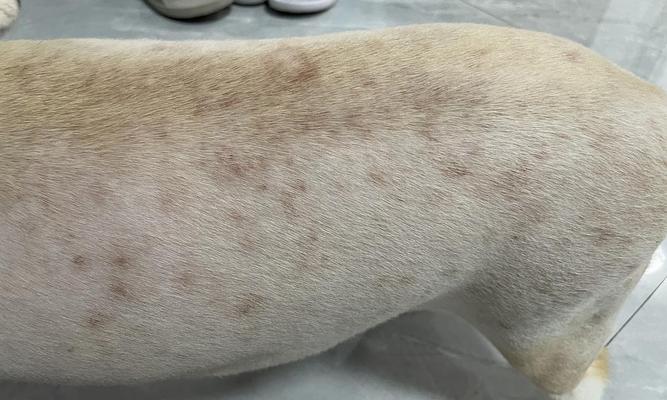 小狗细菌感染的治疗方法剖析（以宠物为主的治疗方案和应对策略）