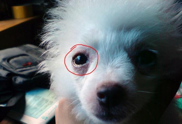 小狗眼角长物体，如何帮助宠物摆脱困扰（寻找眼角长物体的原因）
