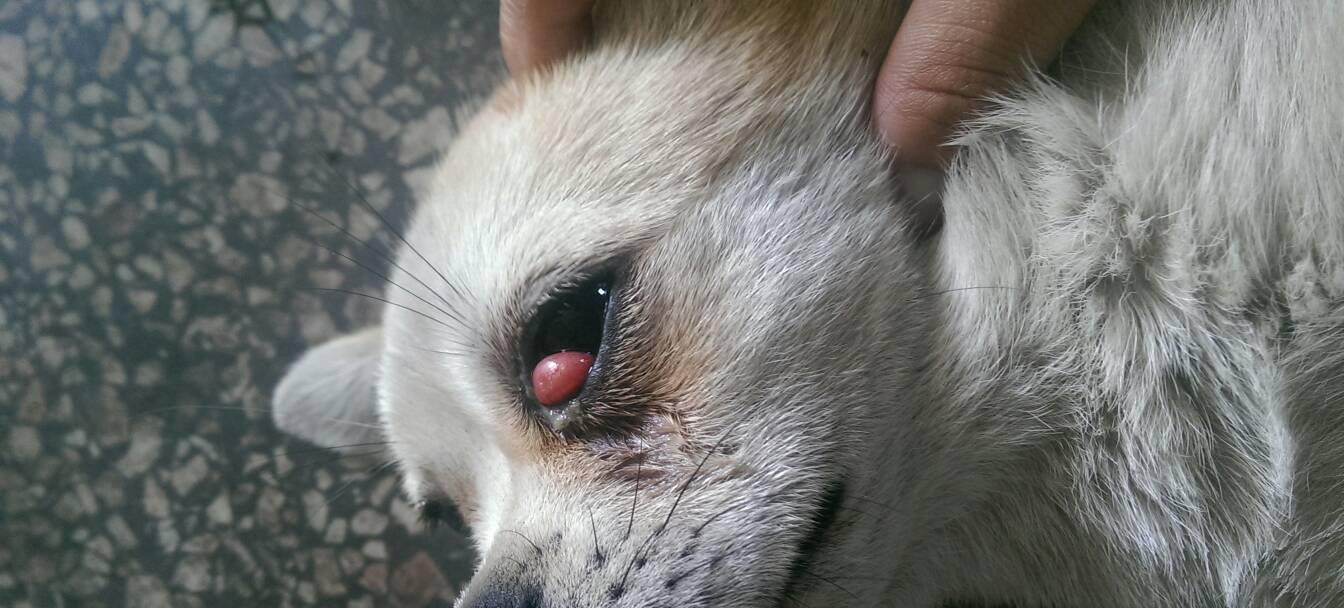 小狗眼睛下面红掉毛的原因及治疗方法（为爱宠精心呵护）