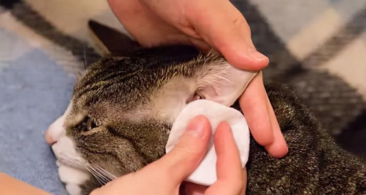 如何清洁猫咪的耳屎（宠物爱护指南）