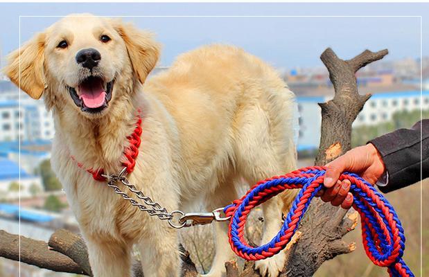 如何选择适合狗狗的牵引绳（从材质、长度、款式等多角度入手）