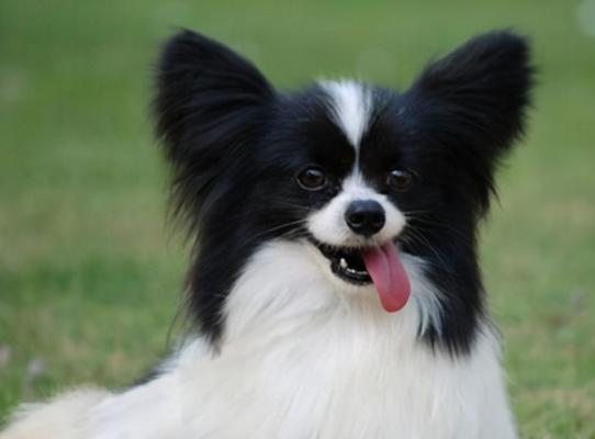 如何照顾十几天大的幼犬（幼犬饮食）