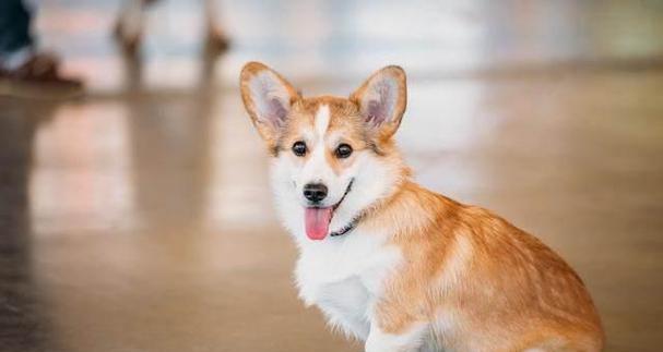 如何照顾十几天大的幼犬（幼犬饮食）