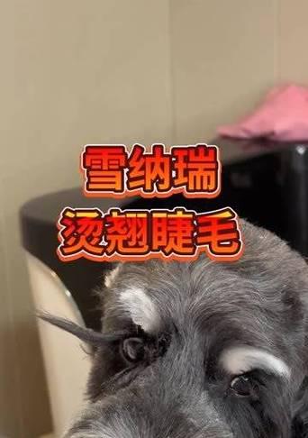 拥有长睫毛的狗狗是什么品种（探究长睫毛狗狗的美丽来源和特点）
