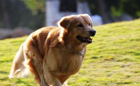 跑步达人——哪种狗狗最适合成为你的跑步伴侣（以宠物为主）