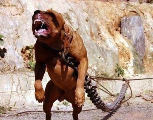 揭秘世界最凶猛的宠物犬种（探寻宠物犬中的“猛兽”）