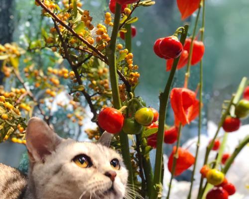 安全宠物之花——选择无毒花保护你的猫（以这些花为例）