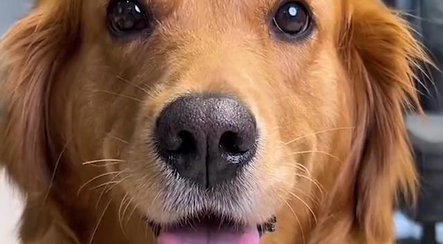 探究狗狗的嗅觉世界——以什么味道能让狗敏感为例（从嗅觉器官到行为表现）
