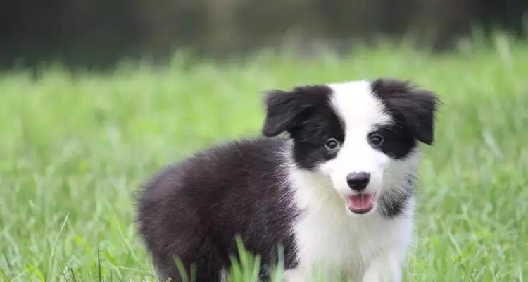 选择适合宠物的边境牧羊犬（如何选择适合自己家庭和生活方式的边境牧羊犬）