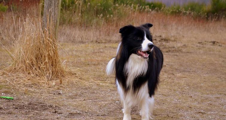 选择适合宠物的边境牧羊犬（如何选择适合自己家庭和生活方式的边境牧羊犬）