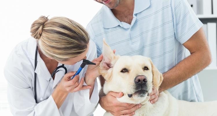 土霉素能否有效缓解宠物痒痒问题（探究土霉素在治疗狗狗皮肤瘙痒中的作用和风险）