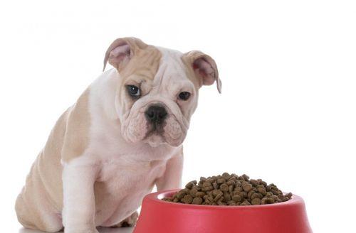 为什么狗不喜欢吃狗粮（宠物狗的饮食习惯和营养需求）