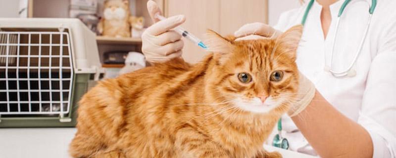 宠物猫夏天可以打疫苗吗（解密猫咪夏季疫苗接种的常识和注意事项）