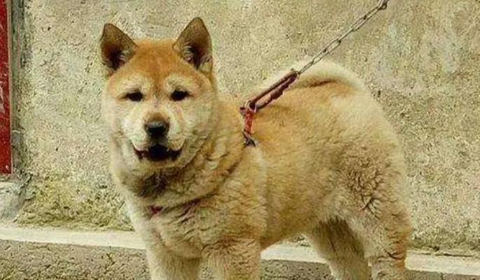 现代农村养犬指南（选择合适宠物犬种）