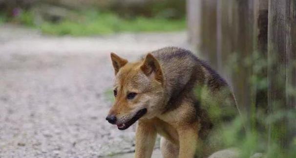 现代农村养犬指南（选择合适宠物犬种）