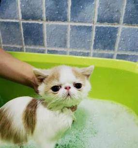 初次给小猫洗澡，你需要了解这些（如何准备洗澡所需用品）