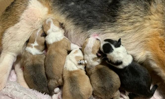 小狗出生后几天喝奶的注意事项（宠物犬幼崽的喂养技巧）