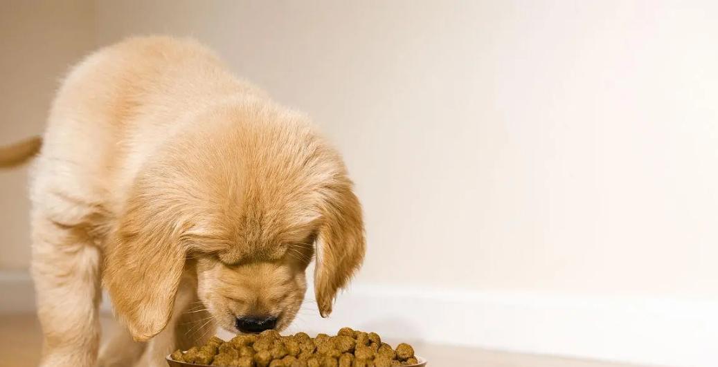 如何解决宠物狗狗便便臭味问题（有效的清理方法和预防措施）
