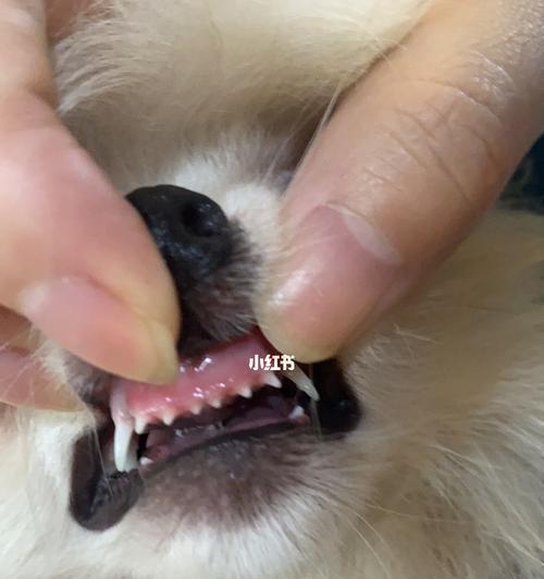 小狗没牙齿该吃什么消炎药（为保宠物健康）