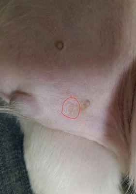 小狗皮肤出现红点原因及治疗方法（宠物主人必读）